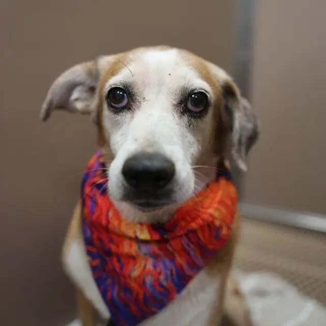 Samantha - Terrier