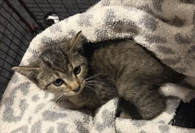 Taki - Domestic Short Hair