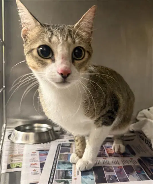 Sarah - Domestic Short Hair