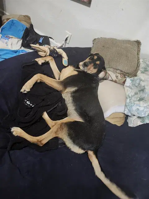 Mavis - German Shepherd Dog