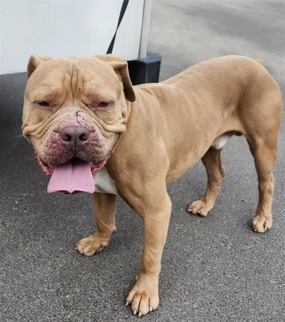 Monty - American Staffordshire Terrier