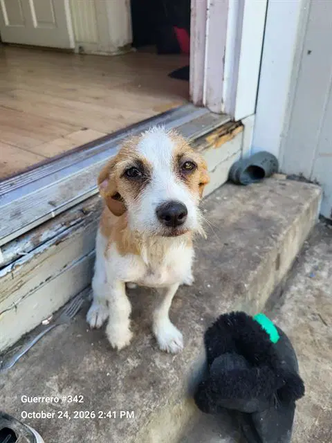 Patch - Jack Russell Terrier (Parson Russell Terrier)