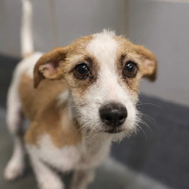 Patch - Jack Russell Terrier (Parson Russell Terrier)