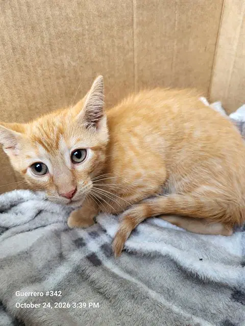 Butterfinger - Domestic Short Hair