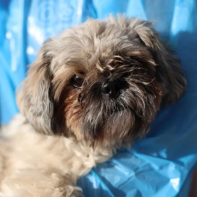 Scooter - Shih Tzu