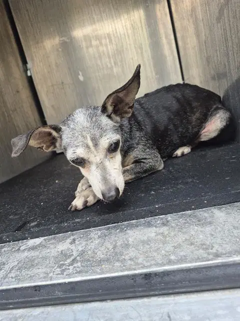 Sugar - Chihuahua
