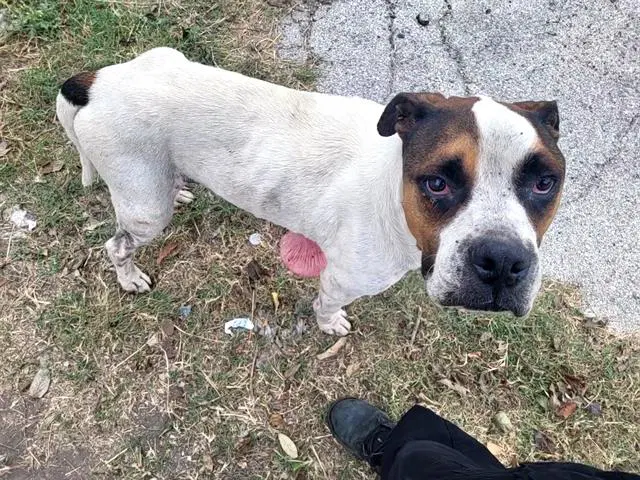Count Chocula - Boxer