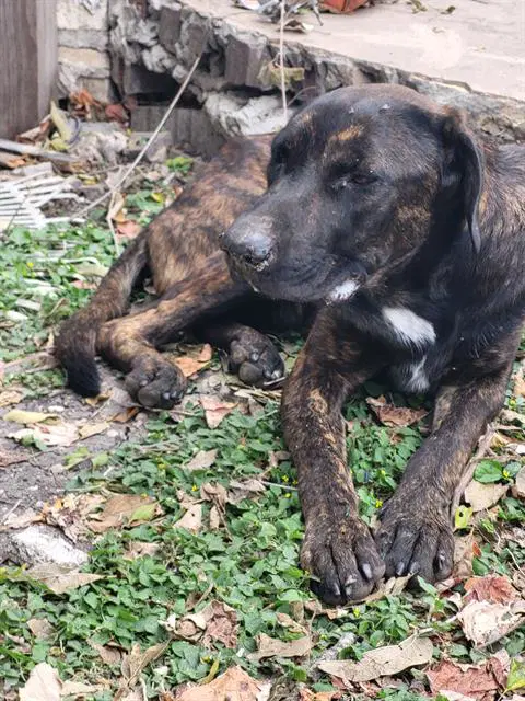 Bark-Enstein - Black Mouth Cur