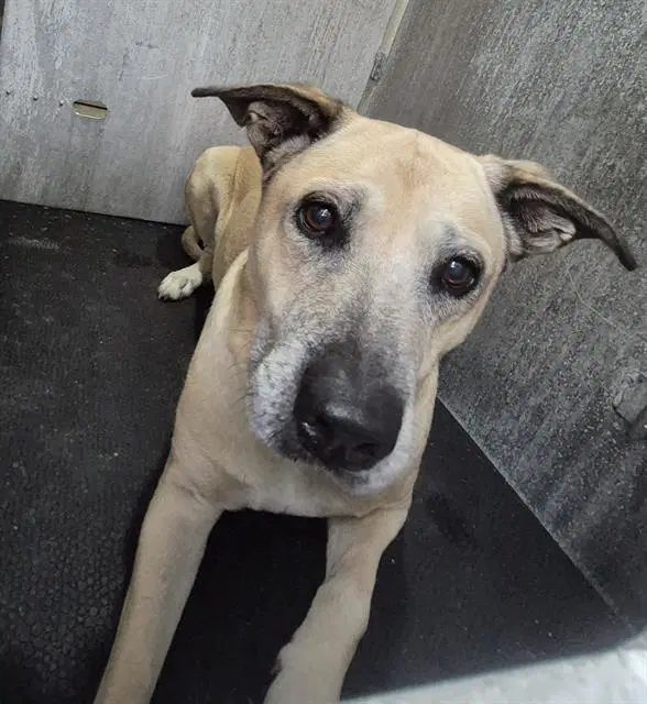 Luna - Mastiff