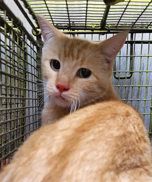 Martha - Domestic Short Hair