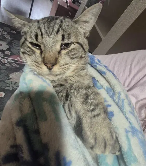 Arthur - Domestic Short Hair