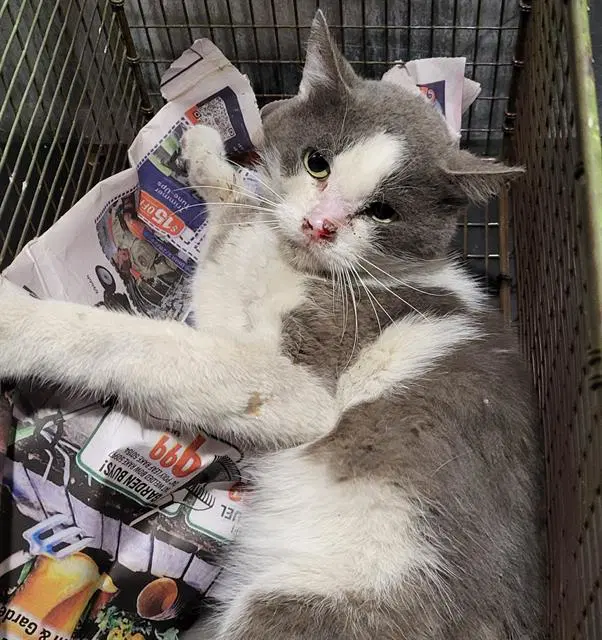 Dracula - Domestic Short Hair