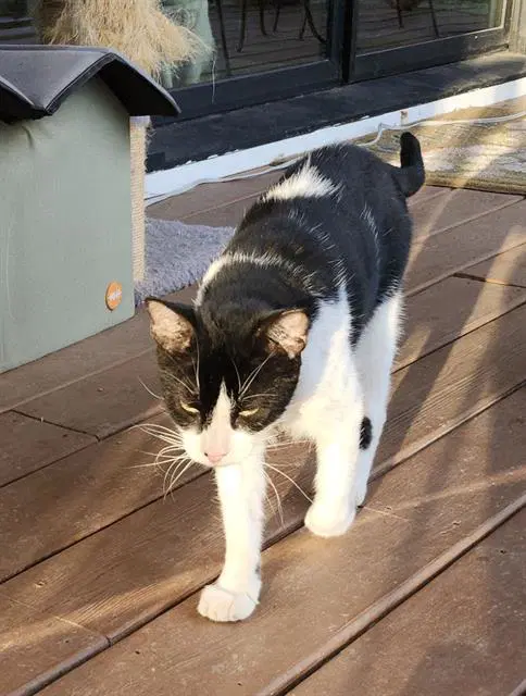 Oliver - Domestic Short Hair