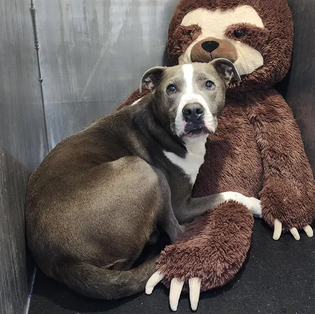 Bubba - American Staffordshire Terrier