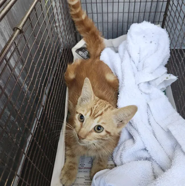 Firefox - Domestic Medium Hair