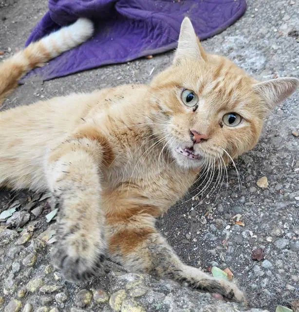 Ollie - Domestic Short Hair