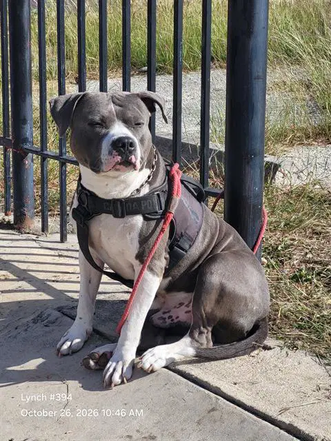 Little Leo - American Staffordshire Terrier