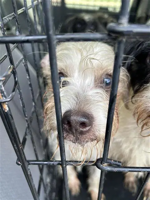 Unknown - Terrier