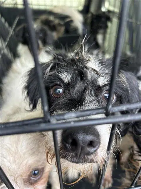 Unknown - Terrier