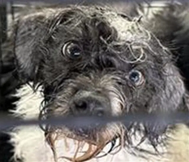 Unknown - Terrier