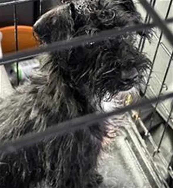 Unknown - Terrier
