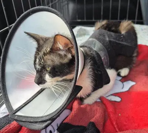 Owen - Domestic Short Hair