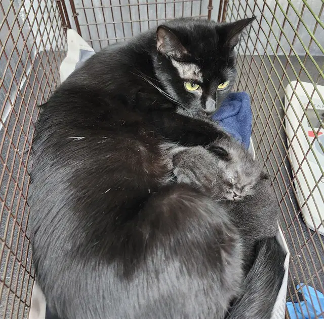 Agatha - Domestic Short Hair