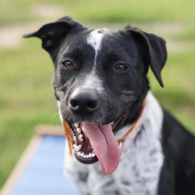 Cutiepatooti - Australian Cattle Dog/Blue Heeler