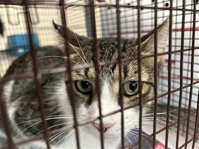 Unknown - Domestic Short Hair