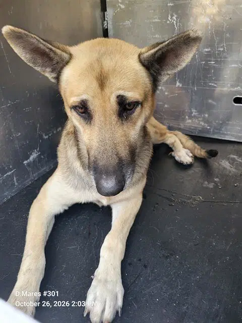 Freddie - German Shepherd Dog