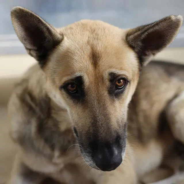 Freddie - German Shepherd Dog