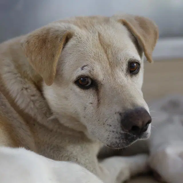 Michael Meyer - Labrador Retriever