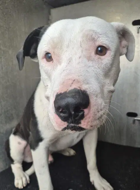 Ham - American Staffordshire Terrier