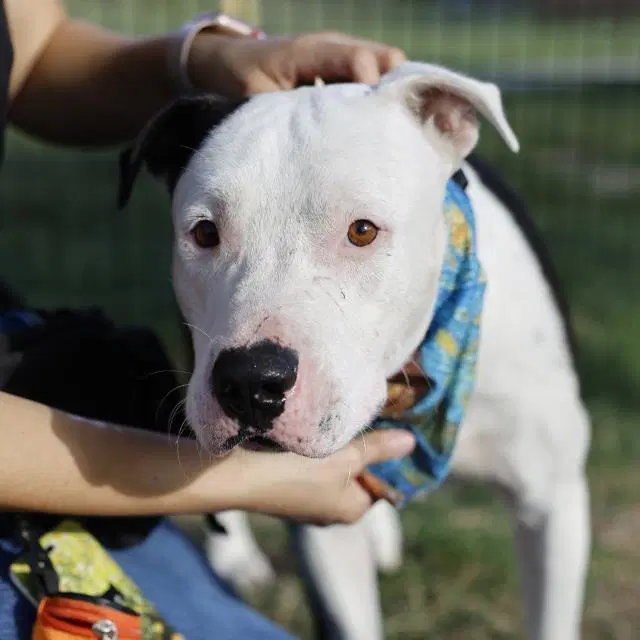 Ham - American Staffordshire Terrier