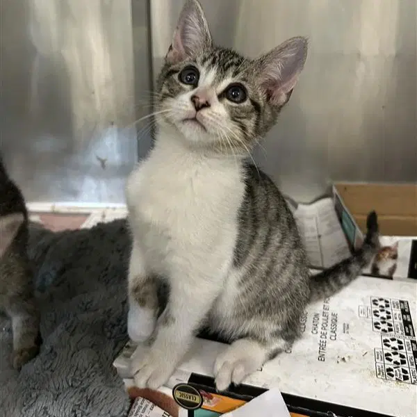 Oliver - Domestic Short Hair