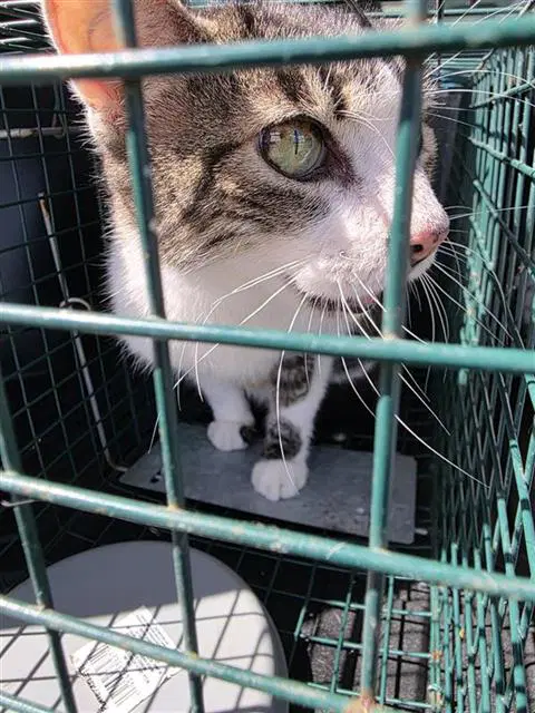 Buster - Domestic Short Hair