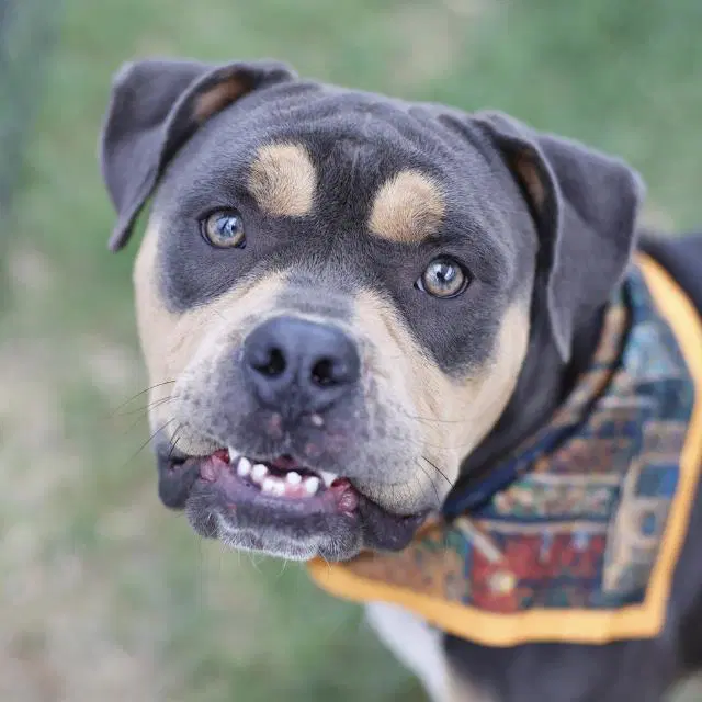 Max - American Staffordshire Terrier