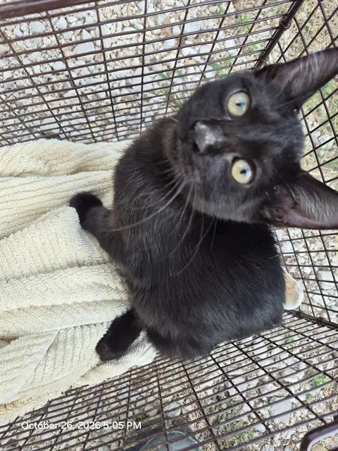 Stan - Domestic Short Hair