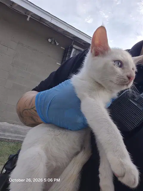 Steel - Domestic Short Hair