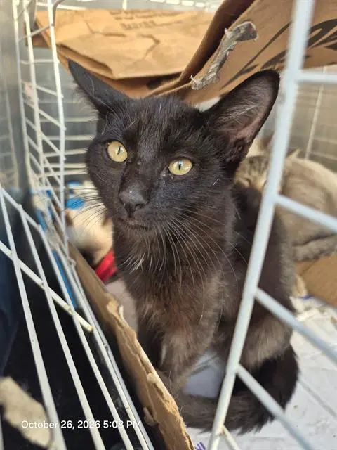 Skip - Domestic Short Hair