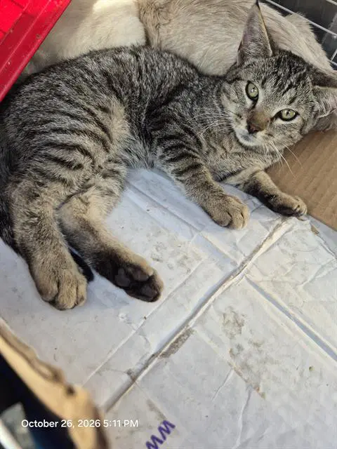 Shelly - Domestic Short Hair