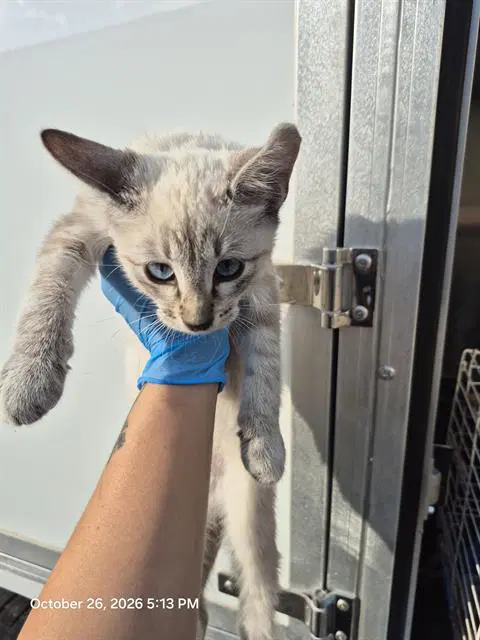 Sebastian - Domestic Short Hair