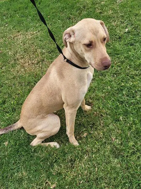 Whiskey - Labrador Retriever