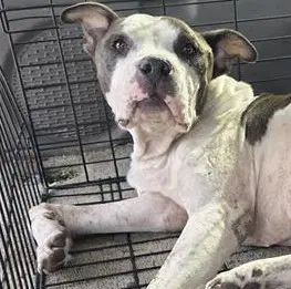 Dutch - American Staffordshire Terrier