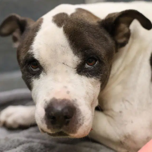 Dutch - American Staffordshire Terrier