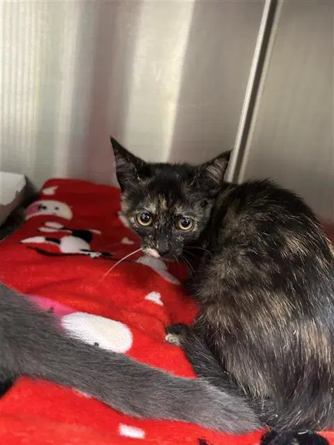 Two Strings - Domestic Short Hair