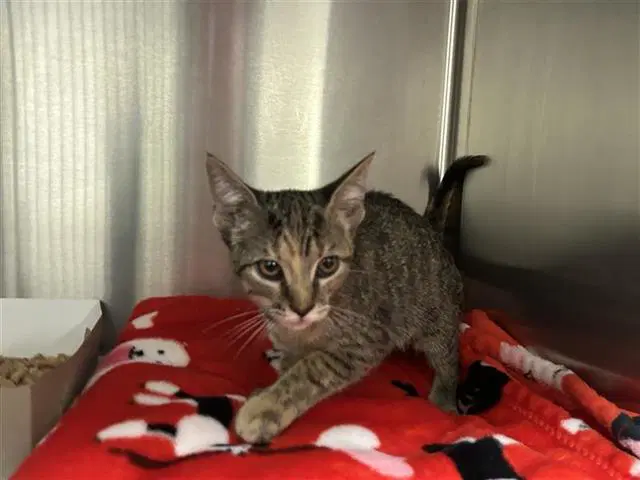 Monkey - Domestic Short Hair