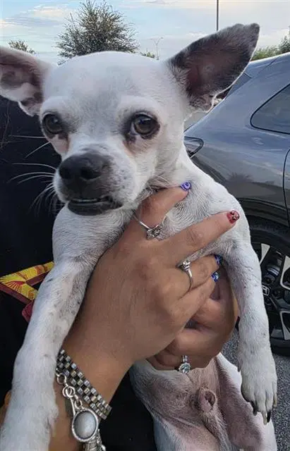 Bruce - Chihuahua