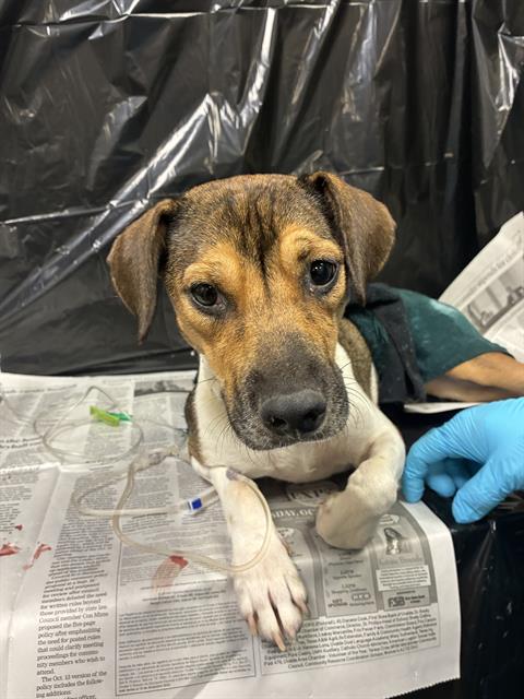 Diva