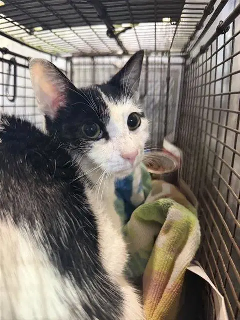Lily - Domestic Short Hair